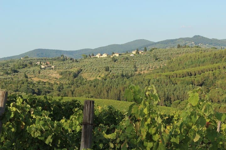 From Florence The Immersive Tuscan Winery Experience