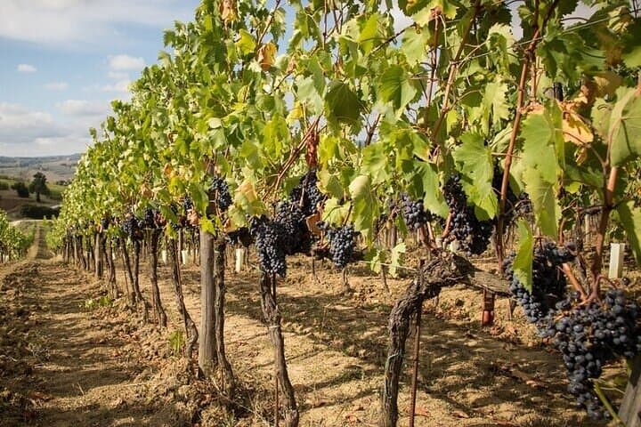 Chianti wineyard