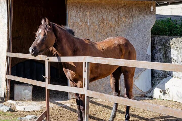 Horseback Riding on Mt. Vesuvius with Wine Tasting and Dinner