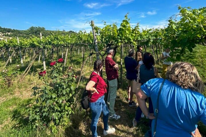Soave Wine Tasting and Vineyard Tour