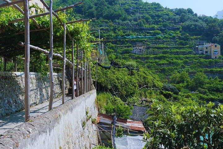 Visiting an authentic lemon grove on the Amalfi Coast, where the passion for lemons runs deep.