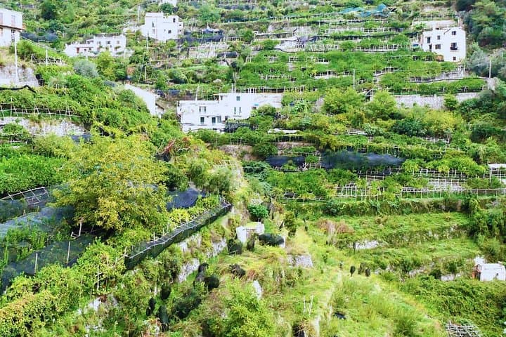 Every step on the Path of the Lemons is a dive into centuries-old traditions among the Amalfi terraces.