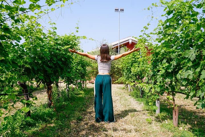 From the Cluster to the Chalice : A Journey into the Heart of Wine in Bardolino