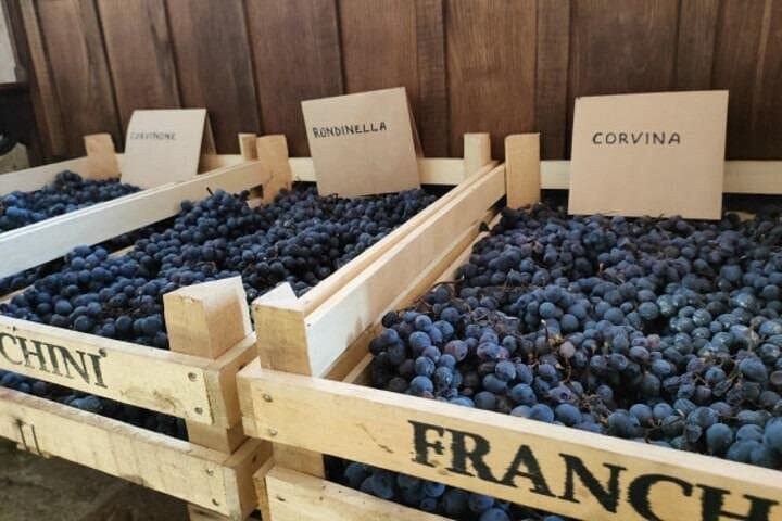 Grape drying