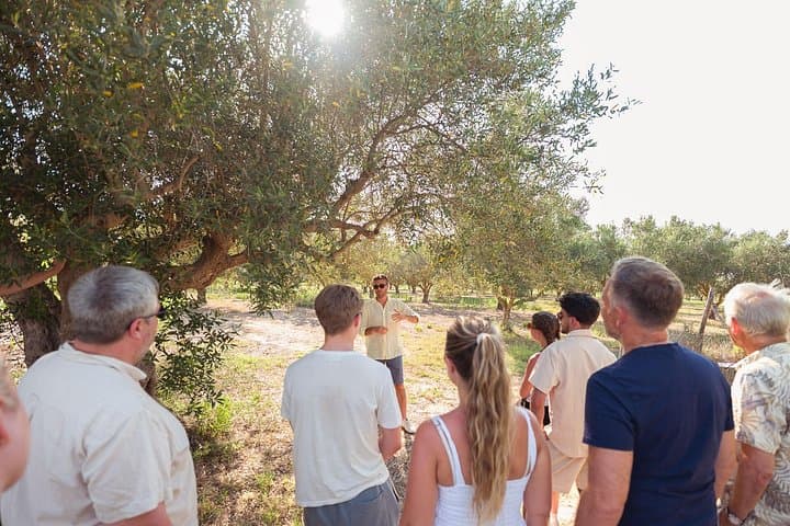 Authentic Sicily Family Olive Grove Tour & Oil & Wine Tasting