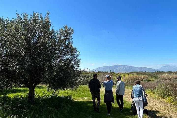 Authentic Sicily Family Olive Grove Tour & Oil & Wine Tasting