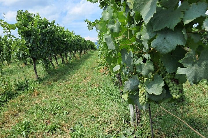 Lake Iseo & Franciacorta Winery. Scenic & Wine Tasting tour
