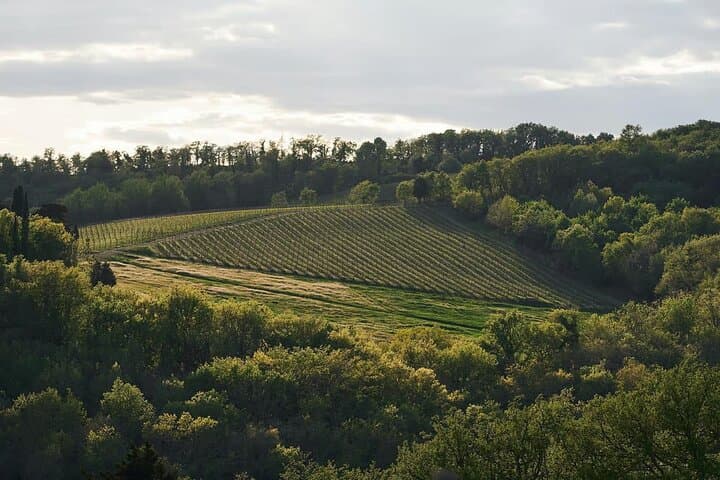 Wine Tasting in an Authentic Tuscan Cellar in Radda in Chianti