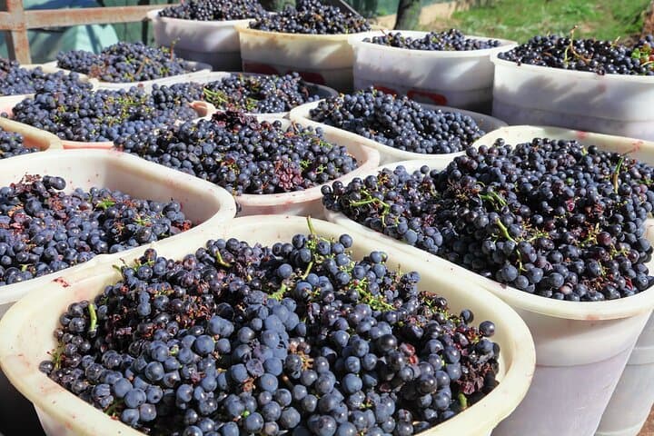 Half Day Escape to Chianti: Taste the Heart of Tuscany