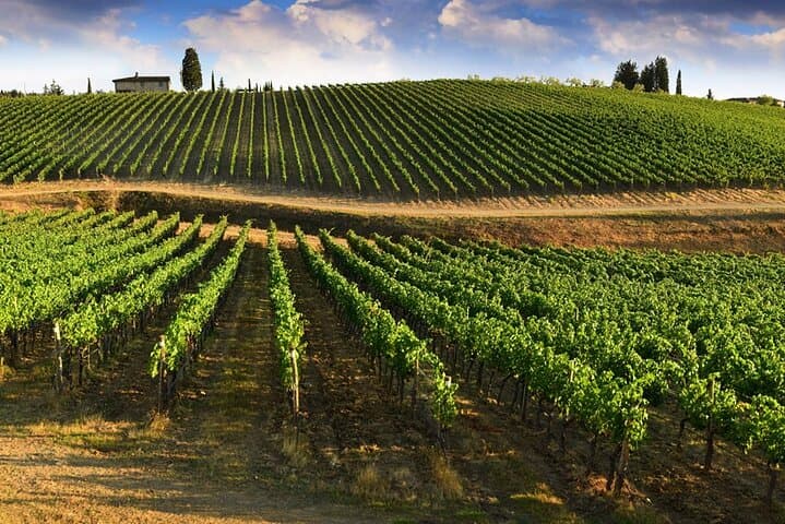 Half Day Escape to Chianti: Taste the Heart of Tuscany