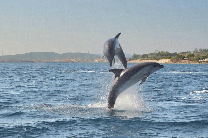 Dolphin Watching Tour with Snorkeling from Olbia