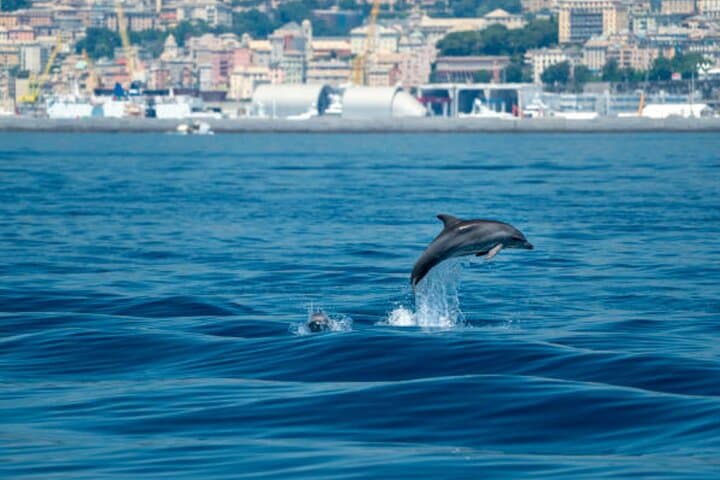 Half-Day Shore Excursion: Portofino, Santa Margherita and Camogli