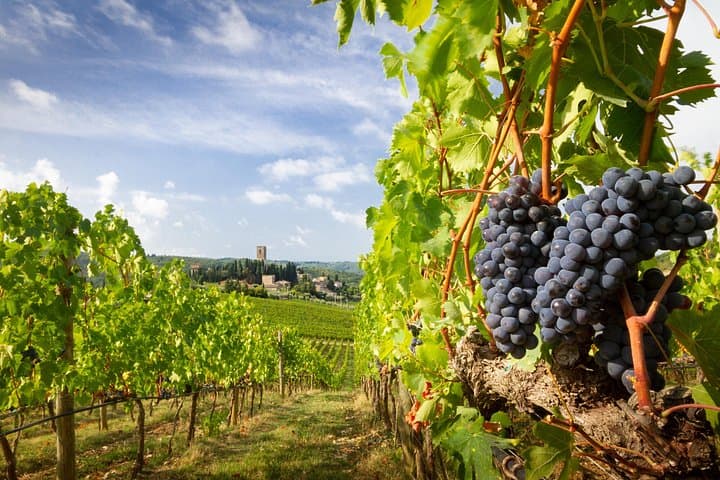 From Verona half day wine experience in Valpolicella and Amarone