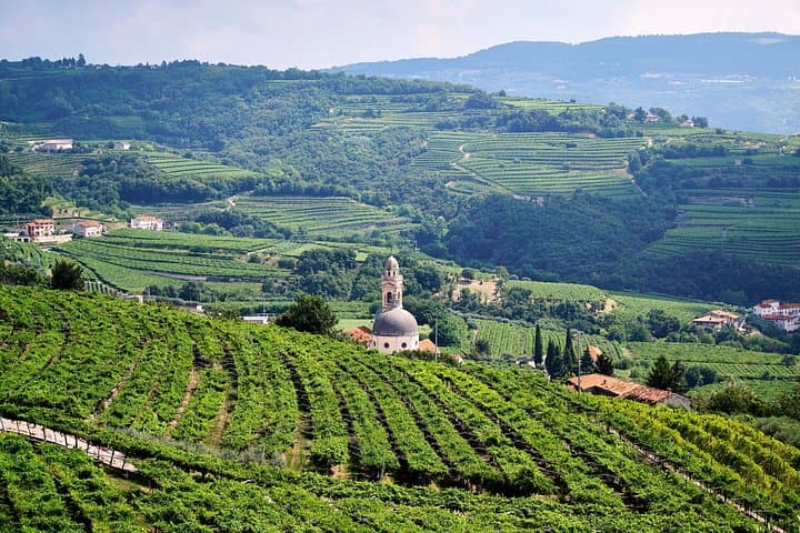 From Verona half day wine experience in Valpolicella and Amarone