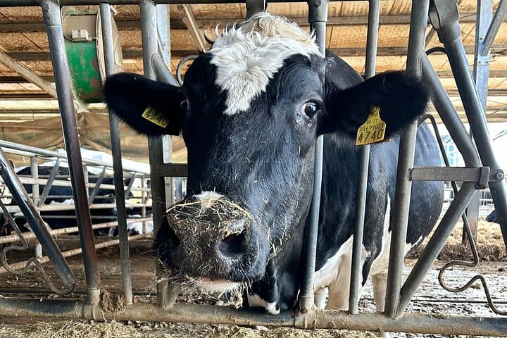 Visiting the Parmigiano Reggiano dairy farm