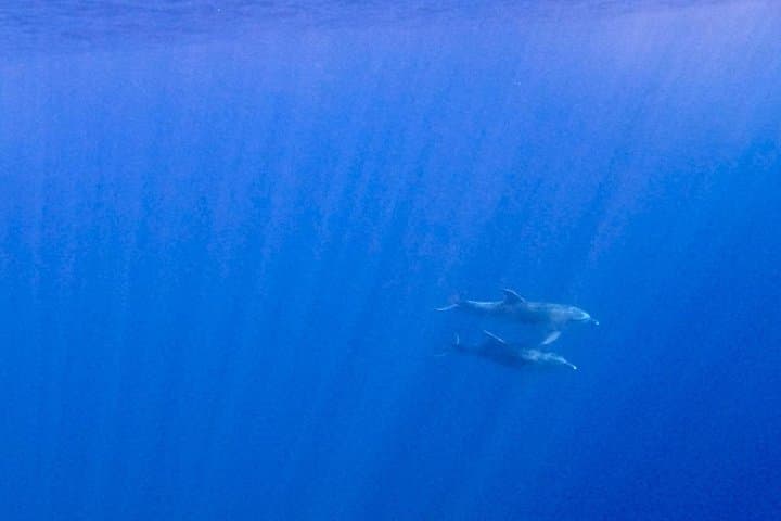 Olbia Dolphin watching and snorkeling boat tour