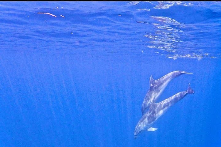 Olbia Dolphin watching and snorkeling boat tour
