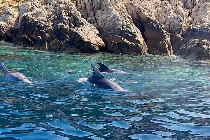 Olbia Dolphin watching and snorkeling boat tour