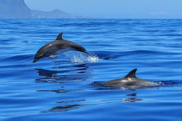 Olbia Dolphin watching and snorkeling boat tour