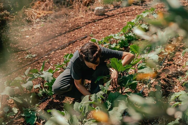 Food Experience at our Farm in Noto Hills