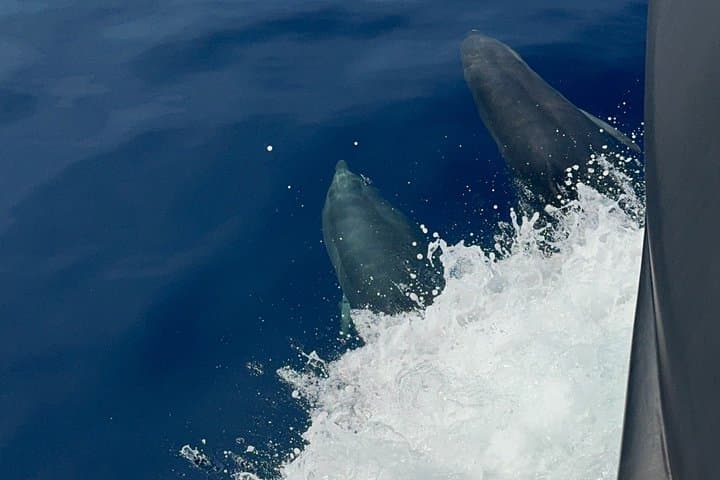 Golfo Aranci: 3-hour tour with dolphins and aperitif on a sailboat