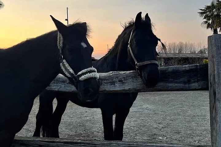 Turin : Horseback riding on the hills of Albiano d’Ivrea