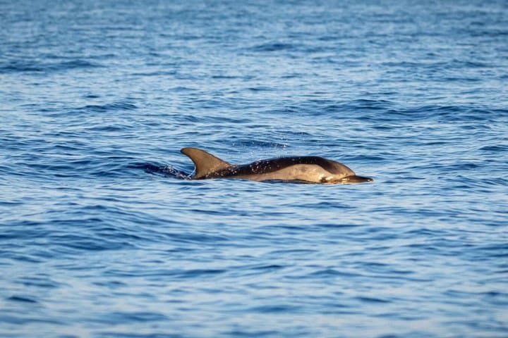 Boat Tour to Giardini Naxos and Taormina Bathing Caves