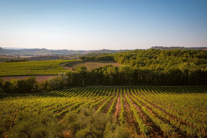 Dinner with wine tasting at Poggio ai Laghi winery
