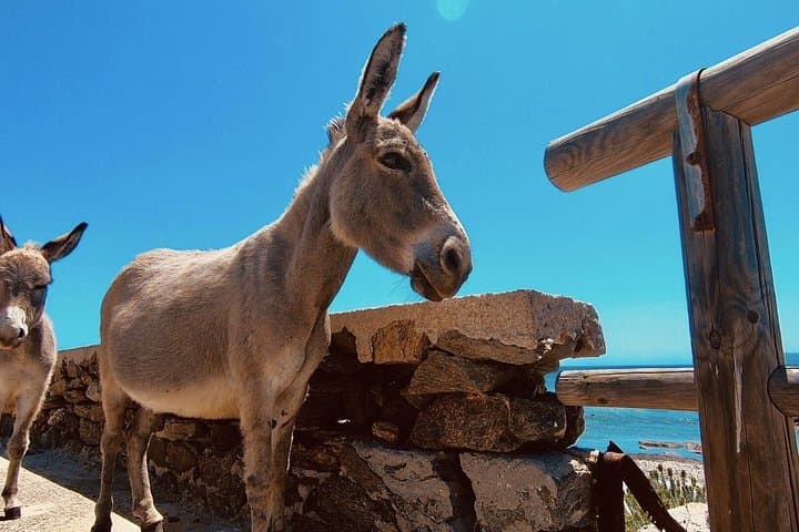 From Stintino: minivan tour of Asinara