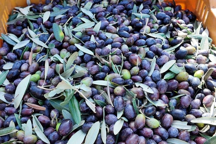 Lecce : Half day E-Bike tour, Artisan workshop & Olive Oil Taste