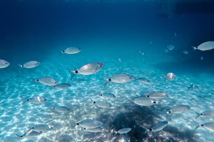 Golfo aranci : Dolphin spotting and snorkling in a dinghy