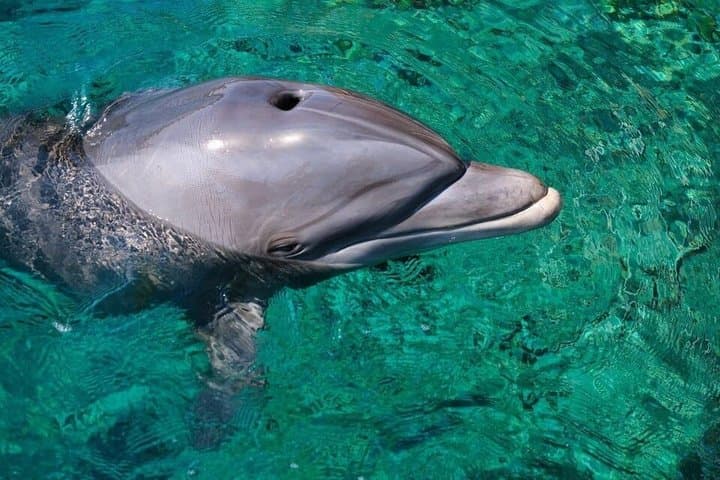 Golfo aranci : Dolphin spotting and snorkling in a dinghy