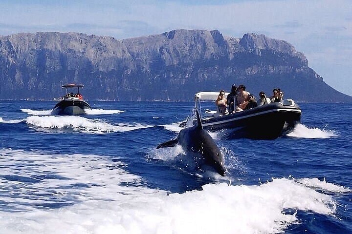 Dolphin Watching Tour with Snorkeling from Olbia