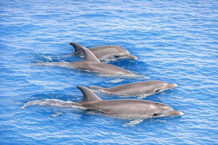 Dolphin Watching Tour with Snorkeling from Olbia