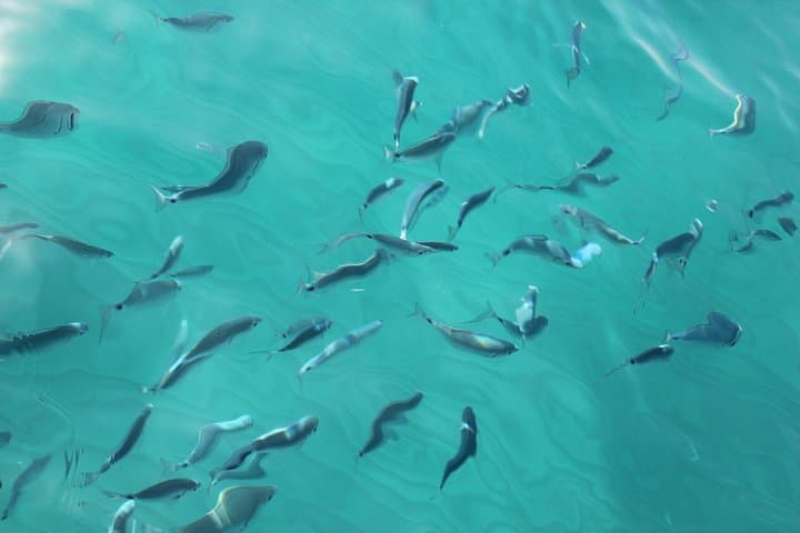 Inflatable Boat Tour in the Gulf of Angels with Snorkeling and Aperitif