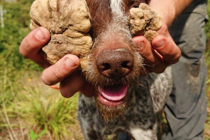 Truffle Hunting and Gourmet Truffle Menu in Trattoria Storica