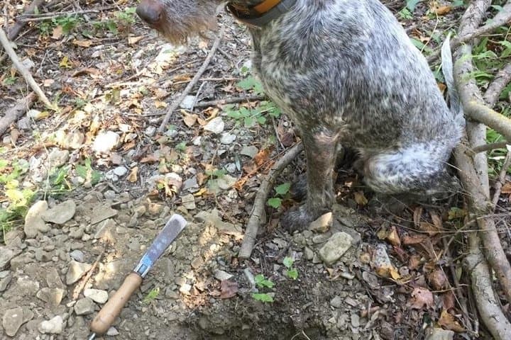 Truffle Hunting and Gourmet Truffle Menu in Trattoria Storica