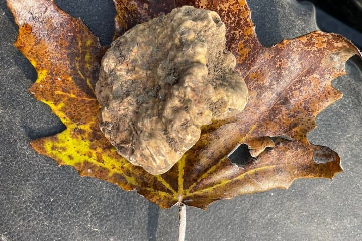 Truffle Hunting and Gourmet Truffle Menu in Trattoria Storica