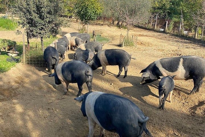 Montepulciano: Cinta Senese Farm Tour, Food Tasting & wine