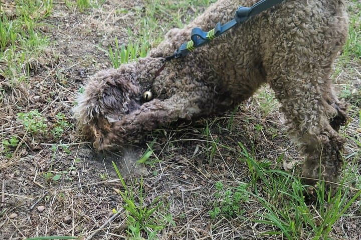 Truffle Hunting and Tasting of Local Products in Tuscany