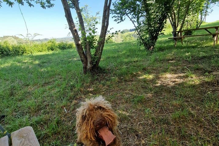 Truffle Hunting and Tasting of Local Products in Tuscany