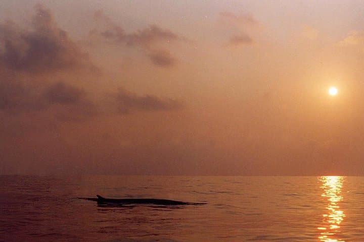 Whale Watching and Sailing Adventure in the Pelagos Sanctuary