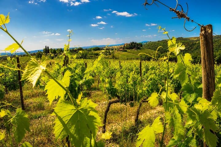 From Florence: Chianti Wine Experience & Tuscan Flavors