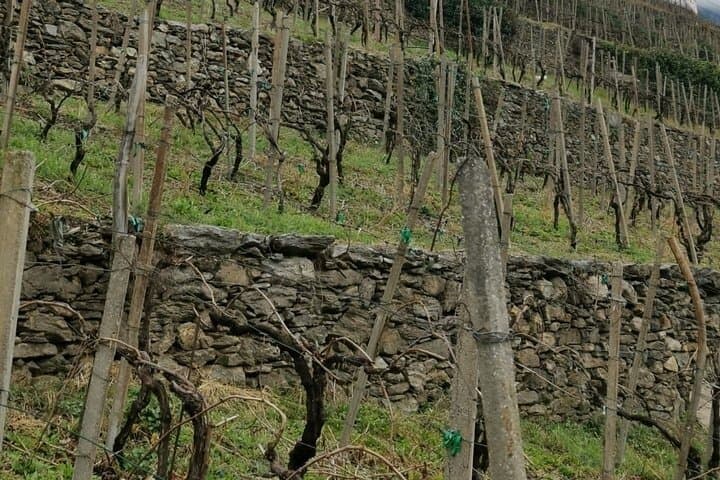 Private Lake Como & UNESCO Dry-stone Walls Vineyards