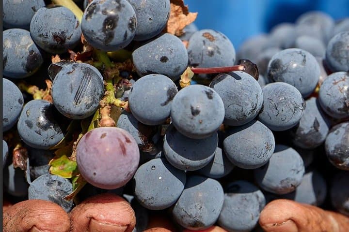 Mt. Vesuvius Winery Tour with Wine Tasting & Neapolitan Lunch
