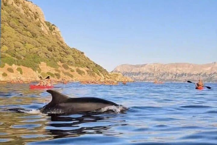 Golfo Aranci Kayak tour with aperitif and dolphin watching