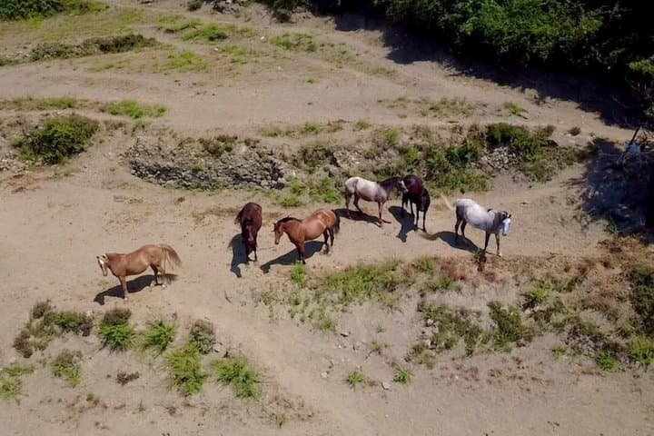 Horse ride on the coast of Monterosso al Mare Cinque Terre
