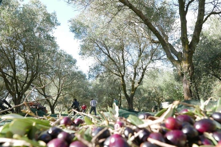 Martina Franca Olive Oil Mill Tour and Tasting