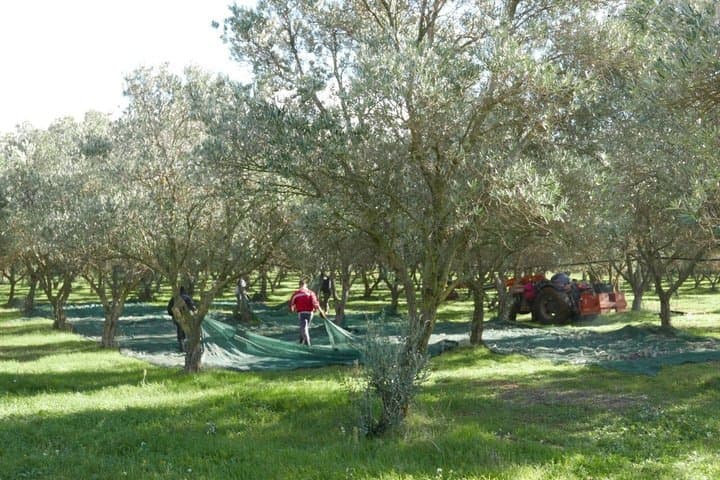 Martina Franca Olive Oil Mill Tour and Tasting