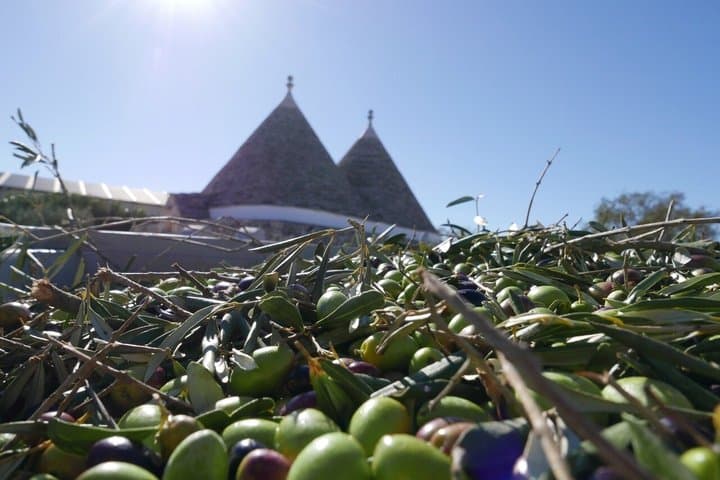 Martina Franca Olive Oil Mill Tour and Tasting